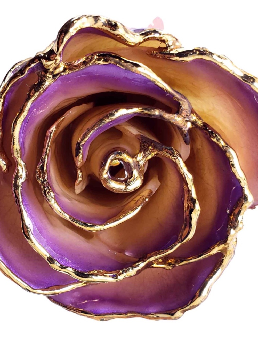 24K Gold Dipped White to Amethyst Rose💜